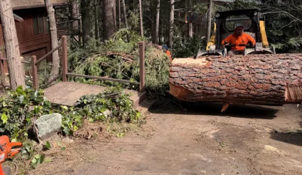 Emergency Tree Services