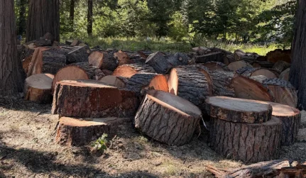 Tree Removal