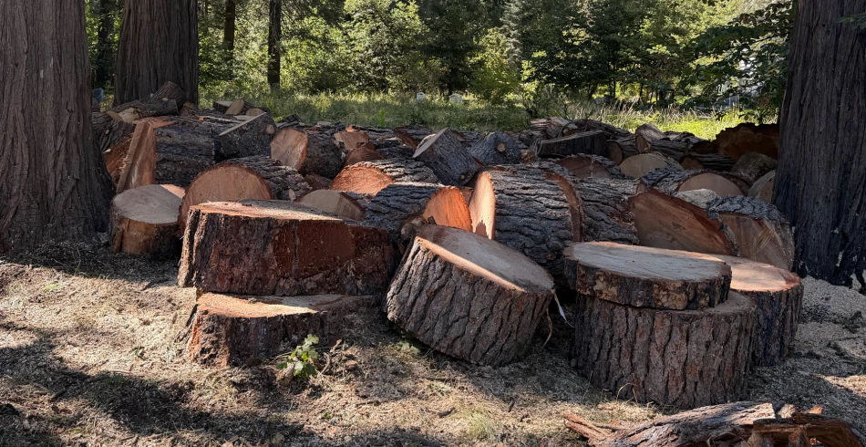 Tree Removal Tree Removal