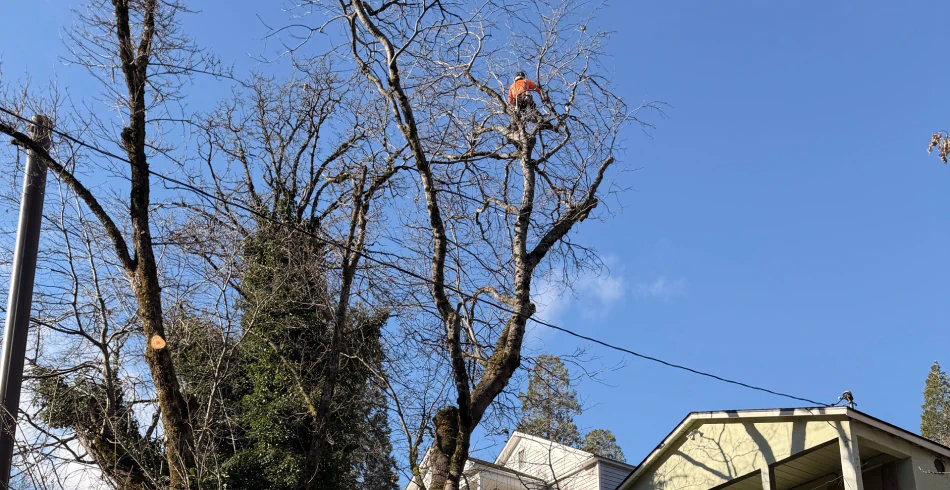Tree Trimming & Pruning Tree Trimming & Pruning